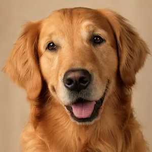 Simba the golden retriever