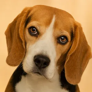 Bruno the beagle