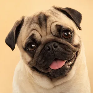 Momo the pug